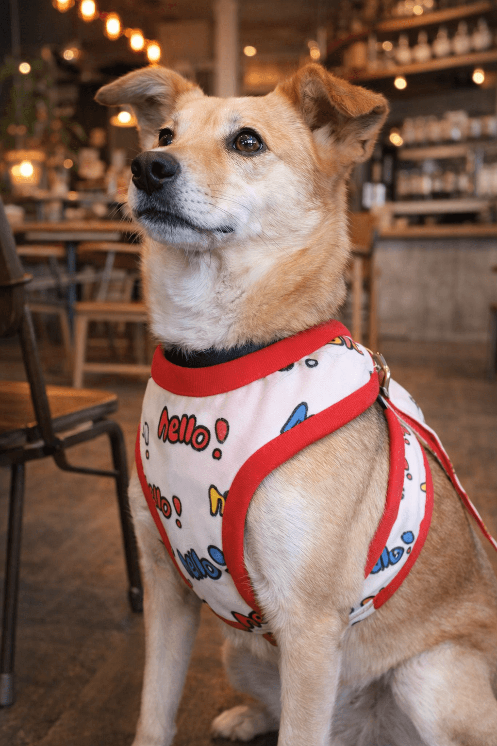 ハーネス&リード　セット　hello! | 3枚目