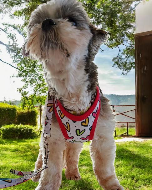 ハーネス　カラフルハート1枚目の画像