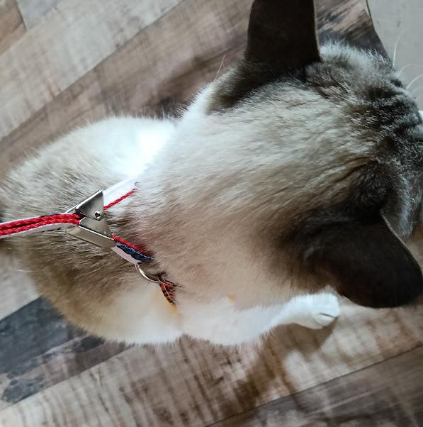 ハーネス hello! | 5枚目